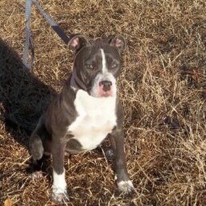 Meet your Posher, Rose